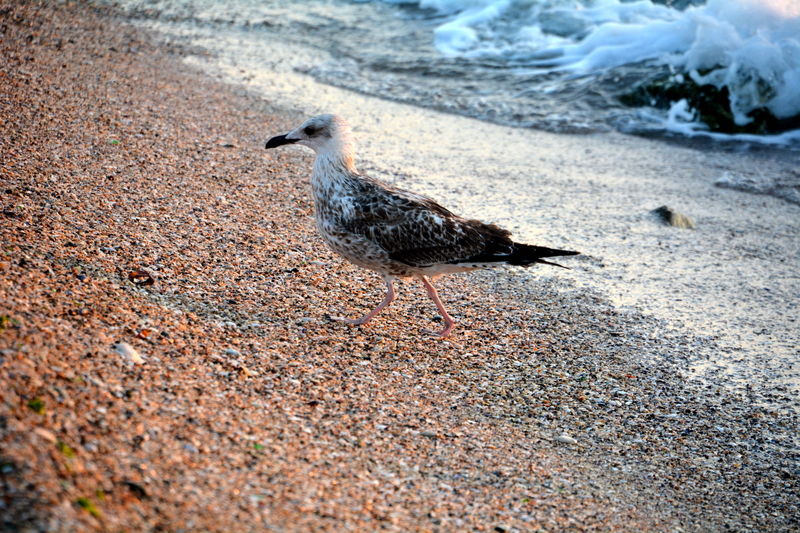 Vox Maris Grand Resort (Adults Only) Costinesti Eksteriør billede